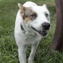 Thumbnail photo of Aria #4