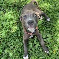 Thumbnail photo of Phoebe #1