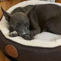 Thumbnail photo of Phoebe #2