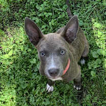 Thumbnail photo of Phoebe #3