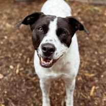 Thumbnail photo of Luna #2