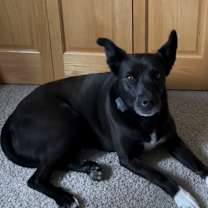 Thumbnail photo of Anabelle #1