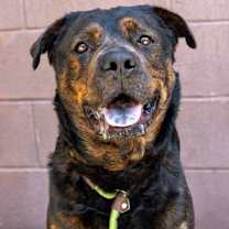 Thumbnail photo of Daquillo #1