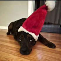 Thumbnail photo of Daquillo #2