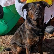 Thumbnail photo of Daquillo #3