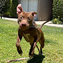 Thumbnail photo of Tiger #1