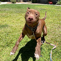 Thumbnail photo of Tiger #2