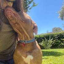 Thumbnail photo of Tiger #3