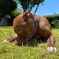 Thumbnail photo of Tiger #4