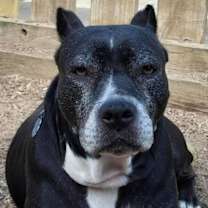 Thumbnail photo of Sheet Shang #1