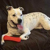 Thumbnail photo of Spotta (Courtesy post) #3