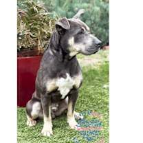 Thumbnail photo of Jeffrey COH #3