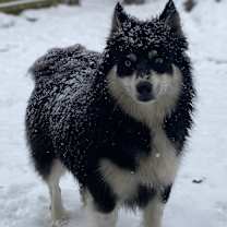 Thumbnail photo of Chief #3