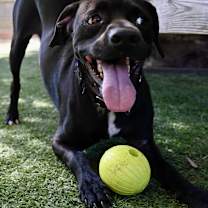 Thumbnail photo of Finnegan IN LA!! #4