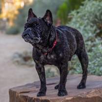 Thumbnail photo of Koda #1