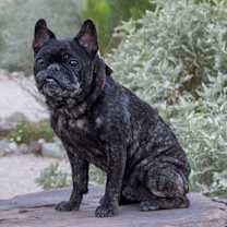 Thumbnail photo of Koda #2