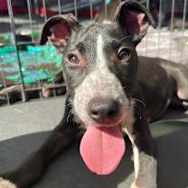 Thumbnail photo of Cindy #1