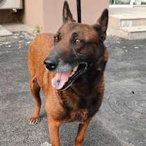 Thumbnail photo of Mocha #1