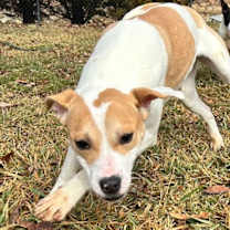 Thumbnail photo of Marshmello #3