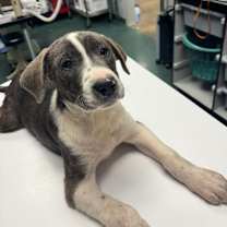 Thumbnail photo of Jughead #3