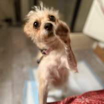 Thumbnail photo of Bella #1