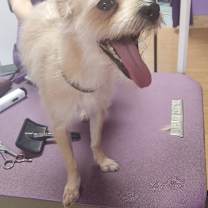 Thumbnail photo of Bella #4