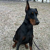 Thumbnail photo of Ziva #1