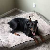 Thumbnail photo of Ziva #2