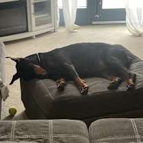 Thumbnail photo of Ziva #3