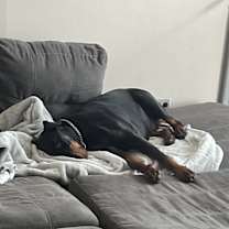 Thumbnail photo of Ziva #4