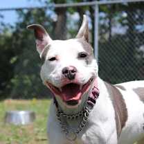 Thumbnail photo of Petal  #1