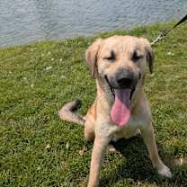 Thumbnail photo of Zues #1