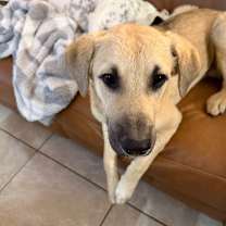 Thumbnail photo of Zues #2