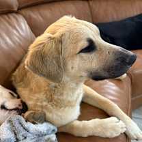 Thumbnail photo of Zues #3