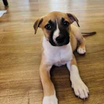 Thumbnail photo of Lucy #1