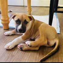 Thumbnail photo of Lucy #2