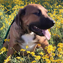 Thumbnail photo of Mick #2