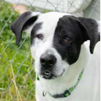 Thumbnail photo of Panda #1