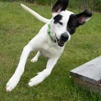 Thumbnail photo of Panda #2