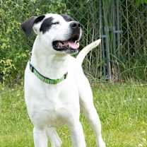 Thumbnail photo of Panda #3