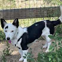 Thumbnail photo of Pinniped #3