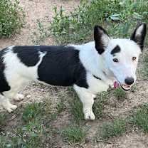 Thumbnail photo of Pinniped #4