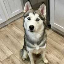 Thumbnail photo of Willow #1