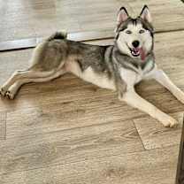 Thumbnail photo of Willow #2