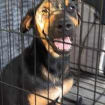 Thumbnail photo of Daffodil #2