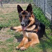 Thumbnail photo of Bentley #1