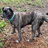 Thumbnail photo of Chewy #1