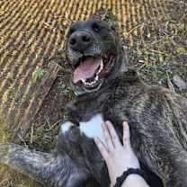 Thumbnail photo of Chewy #4