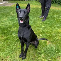 Thumbnail photo of Ganon #1