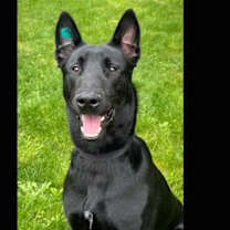 Thumbnail photo of Ganon #2